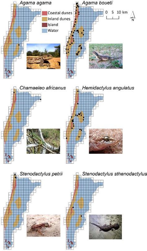 Figure From Atlas Of The Distribution Of Amphibians And Reptiles In