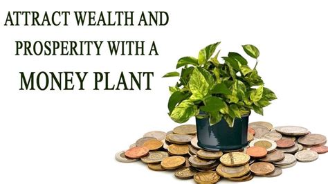 Attract Wealth And Prosperity With A Money Plant Attract Wealth And