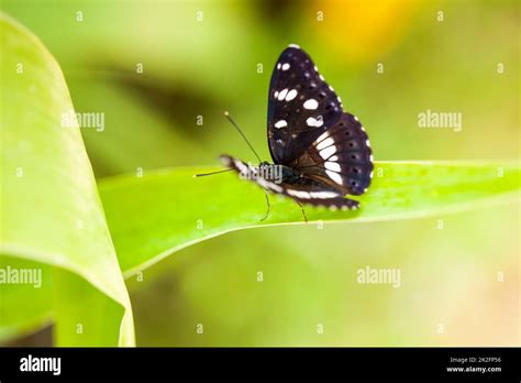 White Admiral Butterfly Limenitis Arthemis On A Green Leaf Stock