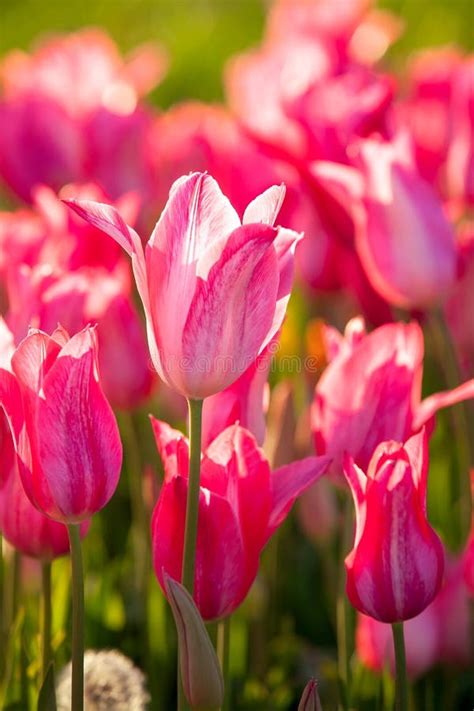 Rosa Tulpen Blhen In Der Sonne Stockfoto Bild Von Draussen