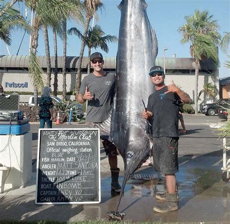 Giant Socal Marlin The Full Story Bdoutdoors