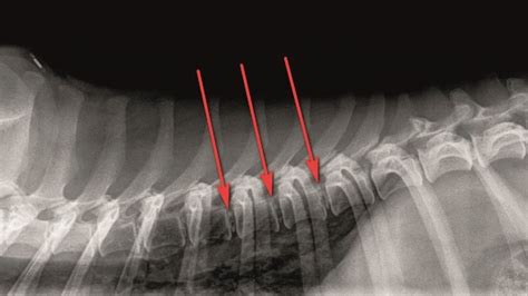 One In Five Dachshund Dogs Suffer From Intervertebral Disc Disease