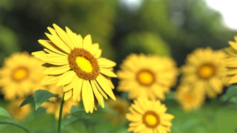 gambar alam mekar menanam bidang padang rumput daun bunga