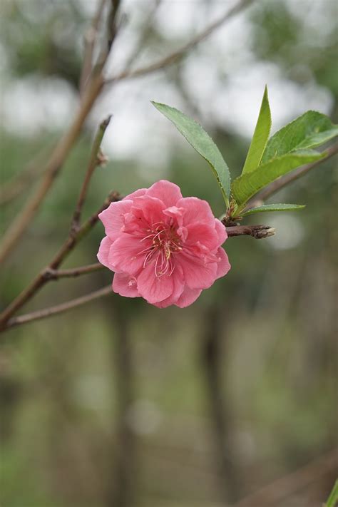 Peach Blossom Flower Spring Pink Free Photo On Pixabay Pixabay