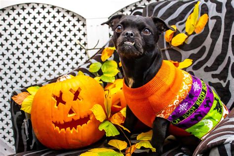 Download Dress Your Pets Up In These Spooky Halloween Costumes