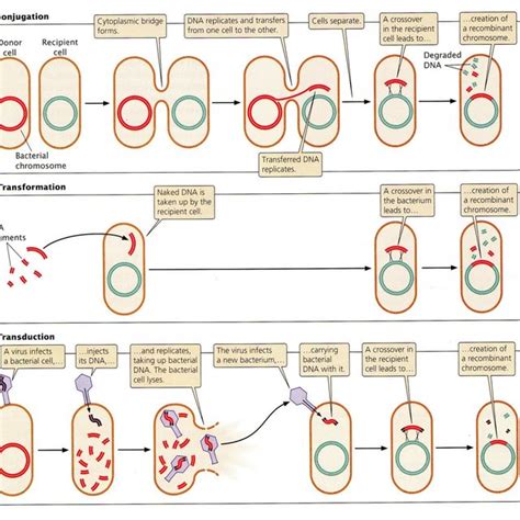 Schematic Representation Of Gene Exchange In Bacteria Via Specialised