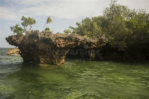 Mangrove Lagoon. Kwale Island. Zanzibar. Tanzania. Stock Photo - Image ...