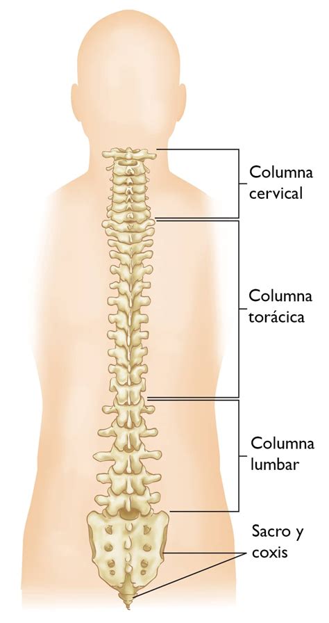 Sofocante Marxista Apropiado Partes De La Columna Vertebral Anatomia