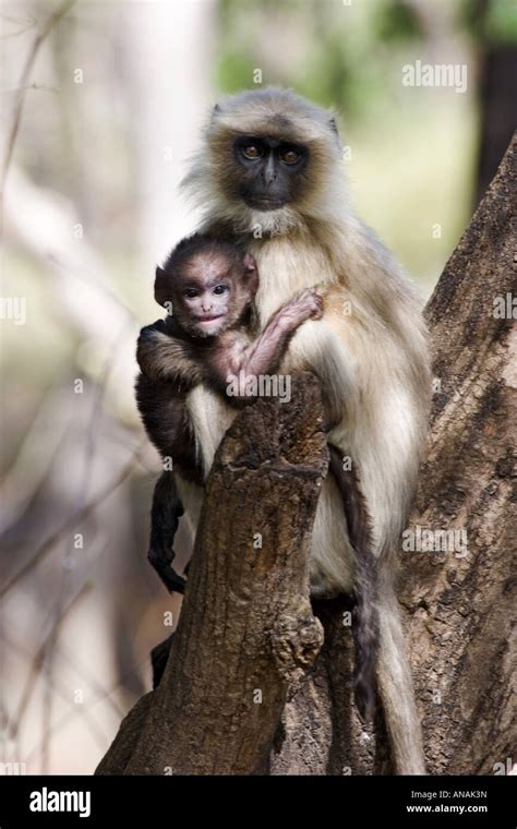 Hanuman Langur Hanuman Monkey Common Langur Presbytis Entellus