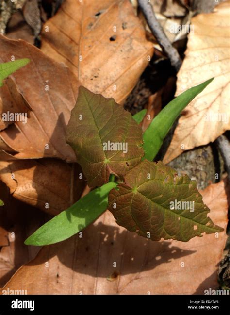 Sugar Maple Tree Seed Germinating Ohio Stock Photo Alamy