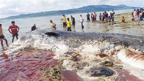 Paus Terdampar Mati Dan Membusuk Di Taliabu