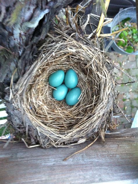 Pin By Em On Nature Robin Bird Eggs Robin Bird Bird Eggs