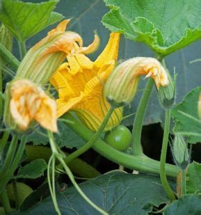 Como Y Cuando Plantar Calabazas En El Huerto Consejos Y Trucos La