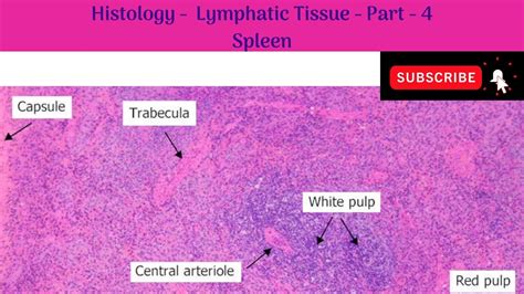 Spleen Histology White Pulp