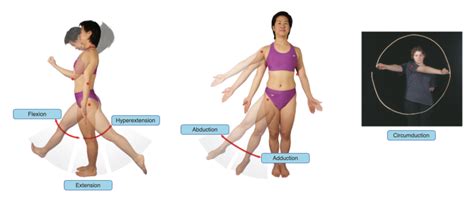 Angular Movements Of The Joints Diagram Quizlet