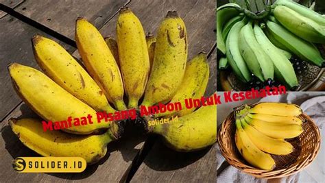 Ungkap Manfaat Pisang Ambon Untuk Kesehatan Yang Jarang Diketahui Solider