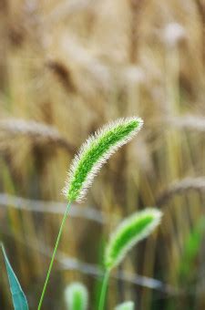 Darmowe Zdj Cia Drzewo Natura Ro Lina Drewno Trawnik Ziarno