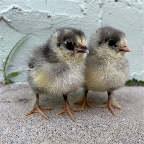 Baby Chicks Green Queen Easter Egger Bantam My Pet Chicken
