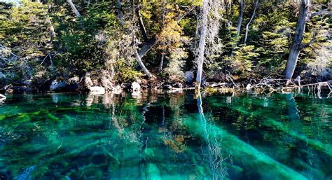 El M Gico Bosque Sumergido Del Lago Traful Deturismo Ar