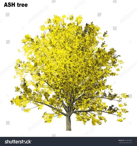 Ash Tree Isolated On White Background Stock Illustration 419674081