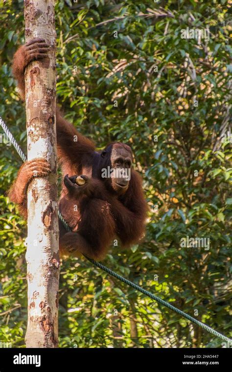 Bornean Orangutan Pongo Pygmaeus In Semenggoh Nature Reserve Borneo