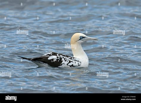 Northern Gannet Morus Bassanus 3rd Summer Juvenile Resting On Sea