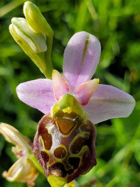 Photographs Of Ophrys Fuciflora Uk Wildflowers Single Flower
