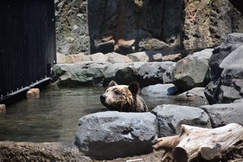 旭川市旭山動物園 公式 On Twitter 先週のエゾヒグマのとんこ🐻 旭山動物園 Asahiyamazoo エゾヒグマ