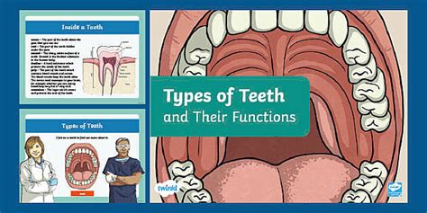 Types Of Teeth And Their Functions PowerPoint For 3rd 5th Grade