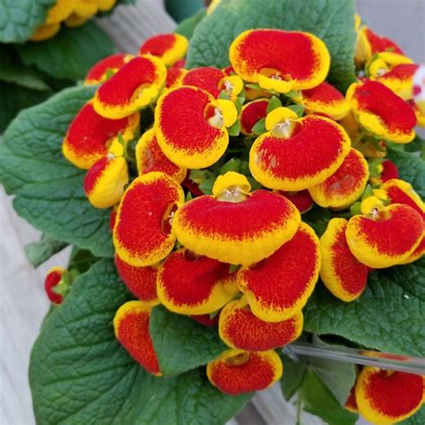 Plantfiles Pictures Calceolaria Species Pocketbook Plant