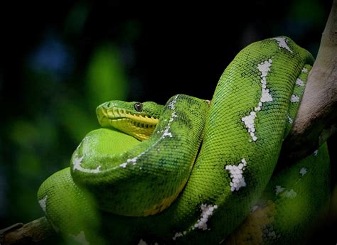 10 Most Beautiful Snakes In The World