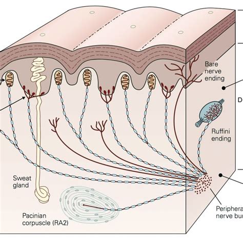 | Schematic representation of a cross section of the glabrous skin ...