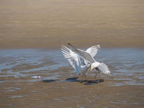 Premium Photo | The beach of de haan