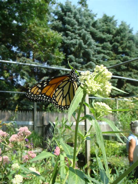The Awesome Nature of Pollinators | The Growing Place
