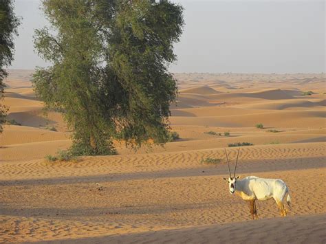 Why Visit Dubai 10 Reasons Why Dubai Worth Visiting