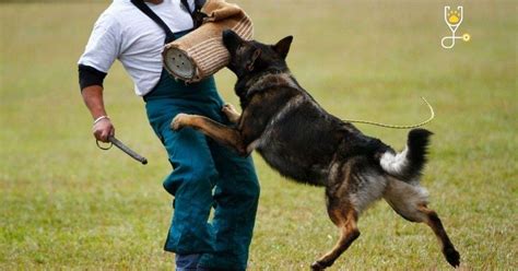 German Shepherd Schutzhund Training Benefits | Veterinary Articles