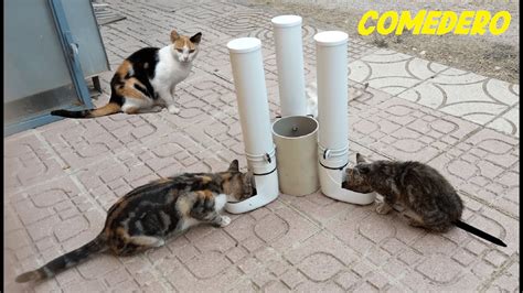 Comedero Casero Para Gatos Callejeros YouTube