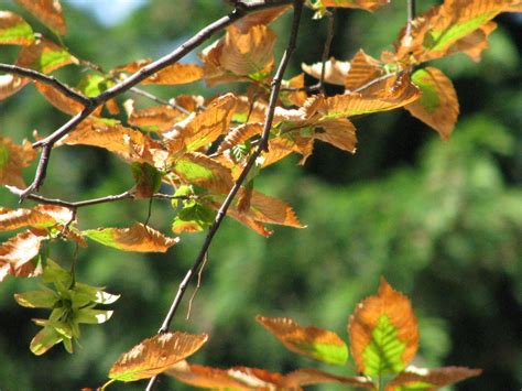 Salt Damage On Trees And Shrubs - Owen Tree Service