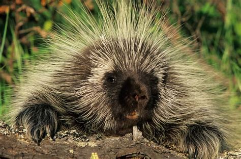 Porcupines Medicine River Wildlife Centre