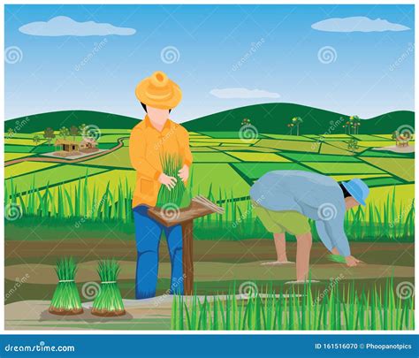 Farmer Work In Paddy Field Stock Vector Illustration Of People 161516070