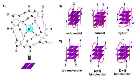 G Quadruplexes Emerging Anticancer Roles Encyclopedia Mdpi