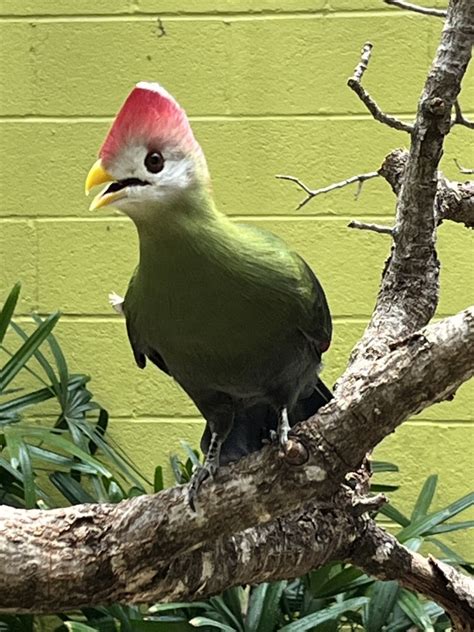 Red-crested Turaco - ZooChat