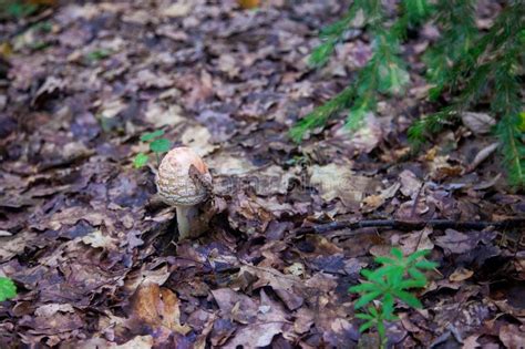 Amanita Rubescens Known As Blushing Amanita In Autumn Forest Stock