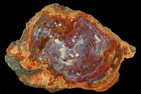 Arizona State Fossil - Petrified Wood (Araucarioxylon) - FossilEra.com