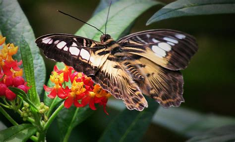 Wallpaper Nature Closeup Insect Wildlife Moth Color Flower