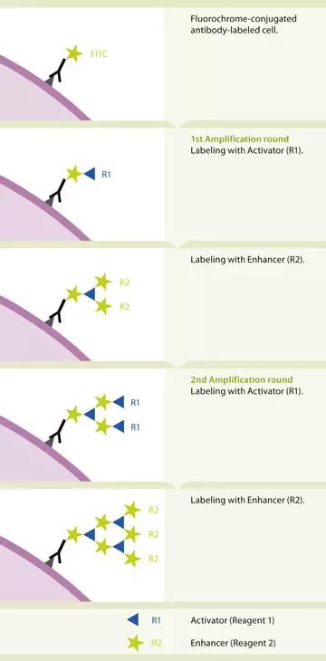 faser kits miltenyi biotec india