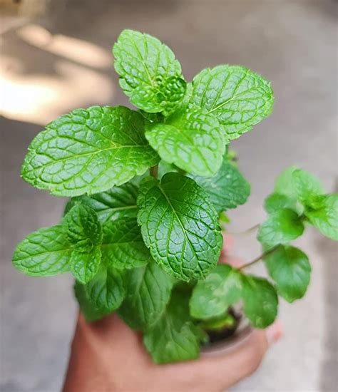 Gachwala Pudina Plant Mint Plant Live Mentha Spicata Subsp Live