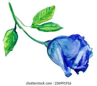 Blue Rose Watercolor Painting Stock Vector (Royalty Free) 236991916 ...