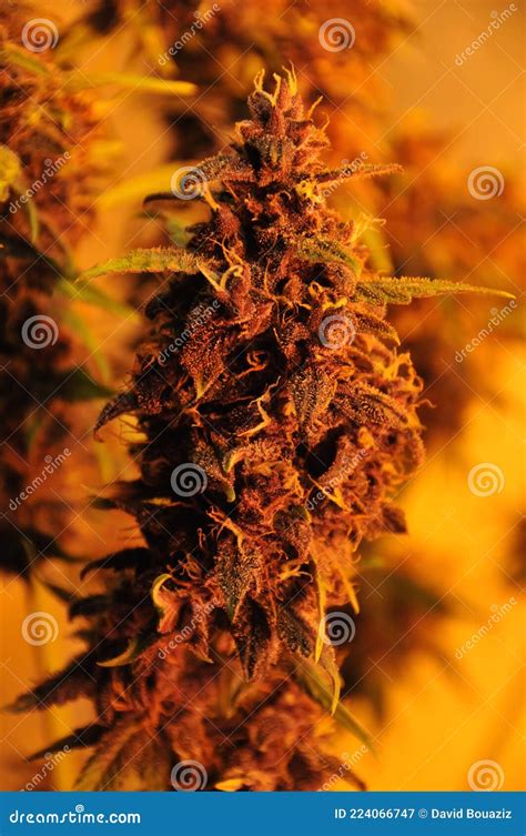 Cannabis Marijuana Green Weed Flowers Leaves Growing Indoor Stock Image - Image of culture ...