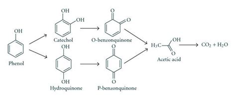 Proposedphotocatalytic Degradation Pathway Of Phenol Under Uv Download Scientific Diagram